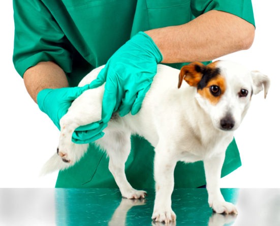 Είναι η φροντίδα των αρθρώσεων πιο εύκολη σε σκύλους που ακολουθούν ωμοφαγική διατροφή;