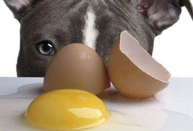 Αυγά για τους σκύλους. Ασφαλή ή όχι;